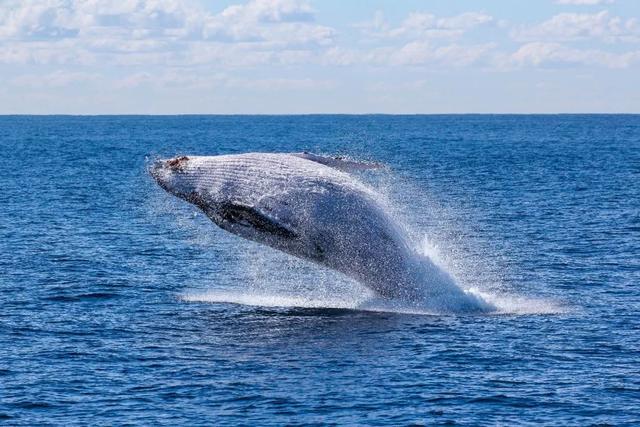 海洋世界里的7个冷知识 来看看你知道几个？