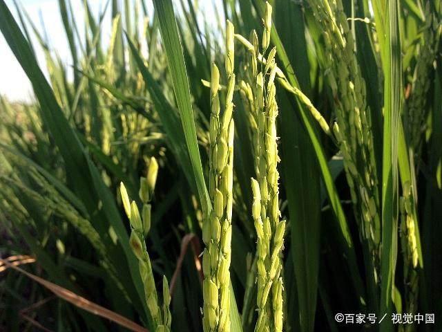 知道大米如何种植出来的吗？快来看看水稻的培育方法吧！