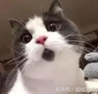 绣球能在室内养吗