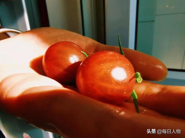 豆苗、番茄、迷迭香，在阳台，你可以种出一百种好滋味