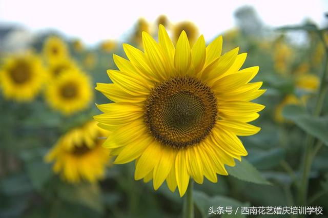 太阳花代表什么意思(太阳花的寓意和花语)