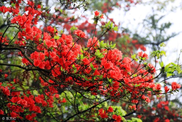 杜鹃花的象征,杜鹃花的品质和精神的文章?"