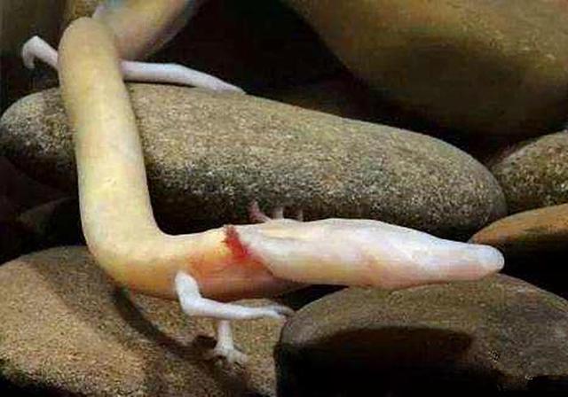 洞螈为何物？不但长着龙的外形，还有着多年不进食却能存活的本领