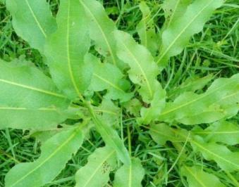 农村野菜\"土大黄\"，过去牲畜都不爱吃，