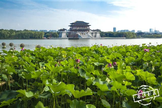 曲江卧莲台，一池荷花醉夏天