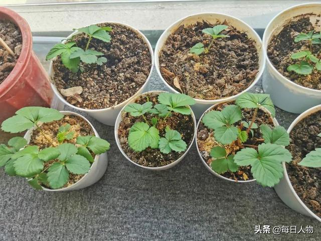 豆苗、番茄、迷迭香，在阳台，你可以种出一百种好滋味