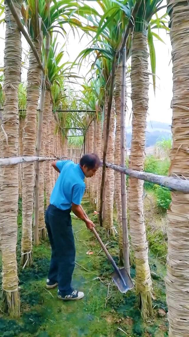 最费人工的甘蔗，木格白玉蔗甘蔗，你见过像树一样的甘蔗吗