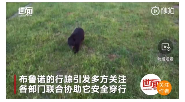 【脱单】美国黑熊为脱单徒步650公里 上万粉丝为它摇旗呐喊