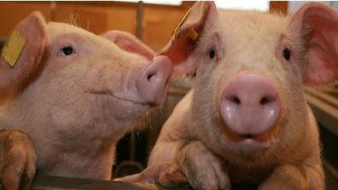 猪肉价格何时能重回“10元时代”，刘永好给出拐