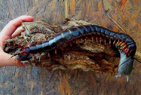 石炭纪真的会出现身长挨近3米的巨型蜈蚣吗