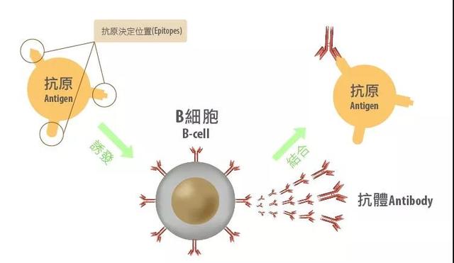 十七年前SARS患者体内发现新冠病毒抗体，力助科学家找到新疗法