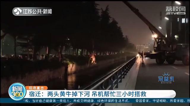 2头黄牛落水，加起来一千多斤重 吊车忙活3小时才救上岸