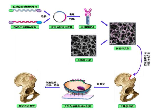 再生医学、骨科领域的正海生物会一年市值翻倍