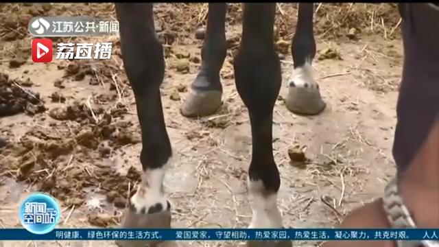 “汗血宝马”现身扬州网络司法拍卖