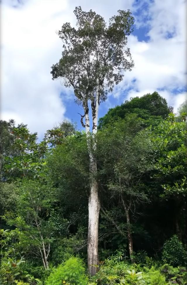 绿色血液的怪异树木，体内含有大量金属，却是
