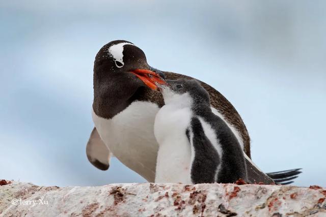 大师评图VOL.100 | 巴布亚企鹅的“高光时刻”