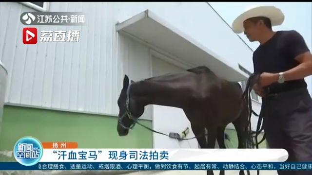 “汗血宝马”现身扬州网络司法拍卖