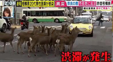 新冠病毒肆虐全球 印度惊现泡牛屎疗法 网友惊叹