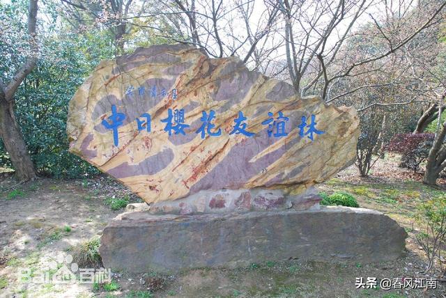 中国第一赏樱胜地鼋头渚的樱花，美的不可方物