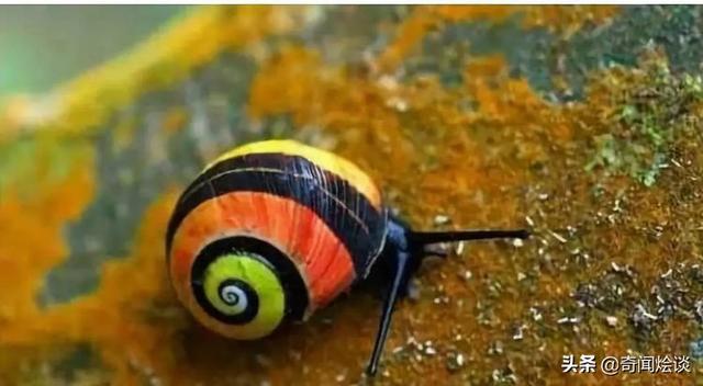 这就是神奇的大自然！这么奇妙的动物我第一次