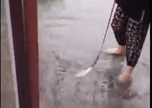 遛鱼|女子水中遛鱼回家 这操作直接把网友看呆了