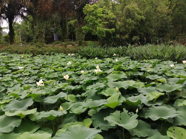 夏天来了，到南宁市里的这个天然氧吧，走花路