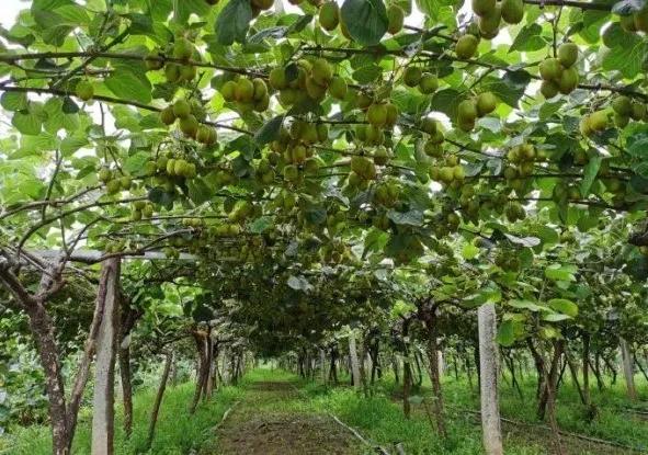 楊凌農(nóng)科，見證小康足跡——2020走出楊凌看示范活動圓滿收官