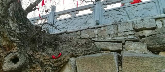 皖北宿州一奇观：树驮桥，桥驮树，相依相伴300年