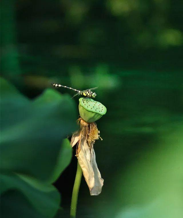 八月|七月，再见！八月，你好！祝你岁月无波澜，敬我余生不悲欢