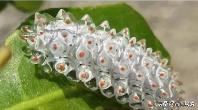 这就是神奇的大自然！这么奇妙的动物我第一次