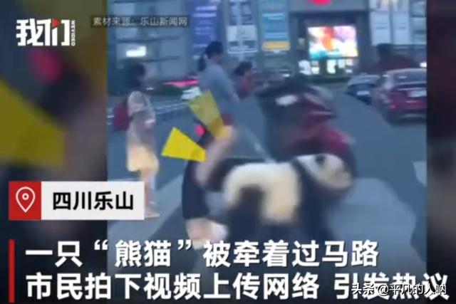 四川人均一只大熊猫？乐山街头遛熊猫真相！更
