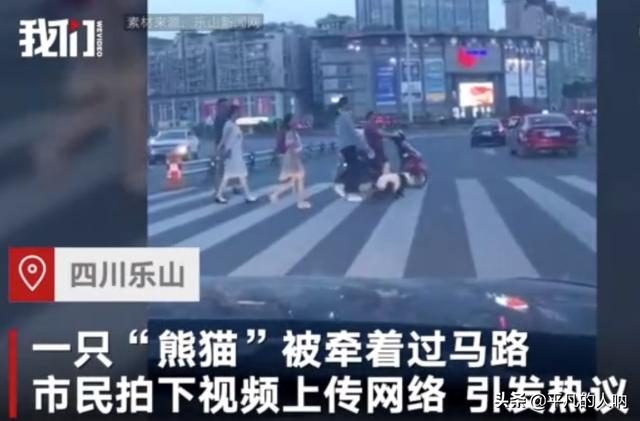 四川人均一只大熊猫？乐山街头遛熊猫真相！更