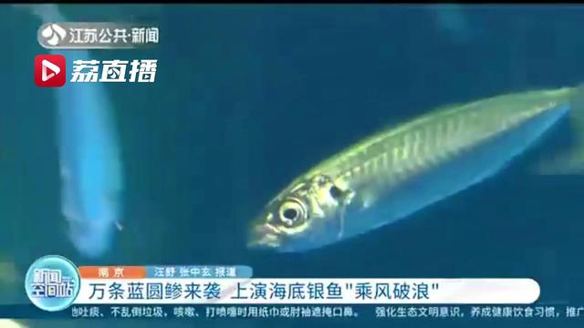 万条蓝圆鲹来袭 南京海底世界上演海底银鱼“乘风破浪”