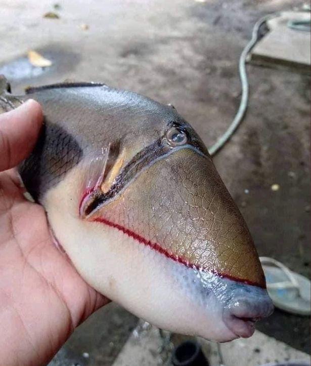 马来西亚人捕获神秘鱼,竟有如人形般的嘴唇和牙齿