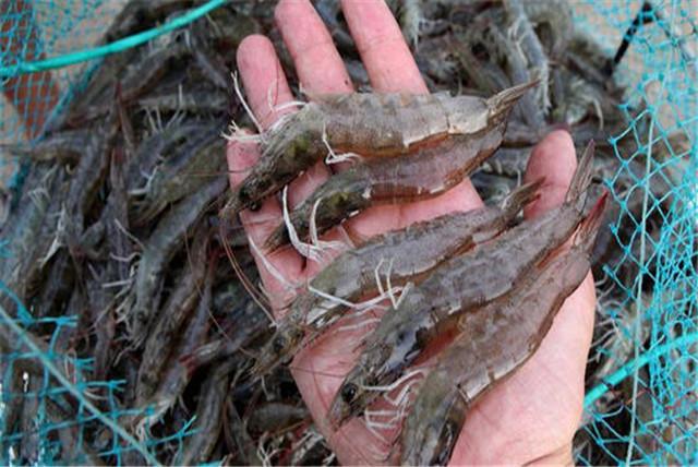 南美白对虾养殖中常见细菌性疾病防治技术，养殖户多参考参考吧