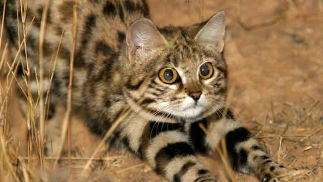 ä¼ è¯´ä¸­çæ²»é¼ é«æâæ²¹çªâç«ï¼å®ä»¬ç©¶ç«æ¯ä»ä¹æ ·çç«åªå¢ï¼