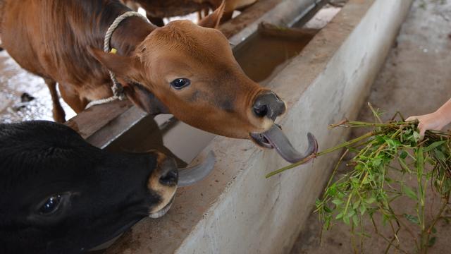 明年疫情过后国外牛价或将大跌，国内牛价会不