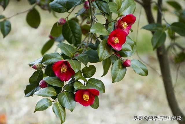 客家摇篮：山茶花油，护肤之道