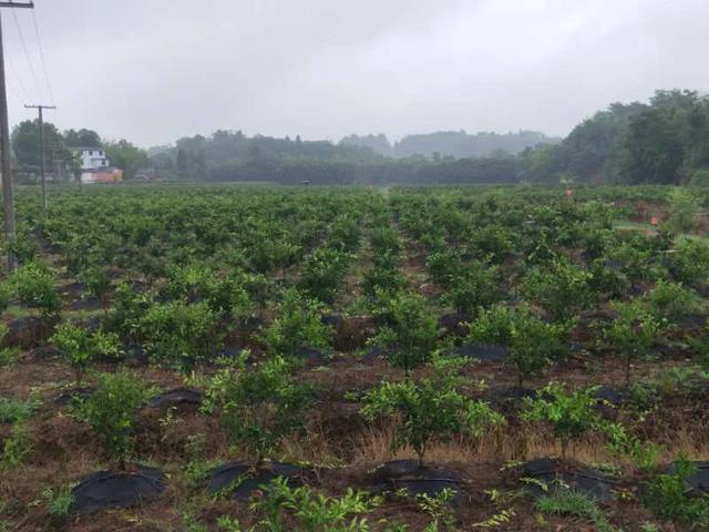 仁寿县联合生态农业促进会打造“明日见”高端区域品牌