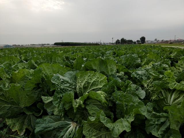 什么时候捆白菜北方大白菜什么时候捆