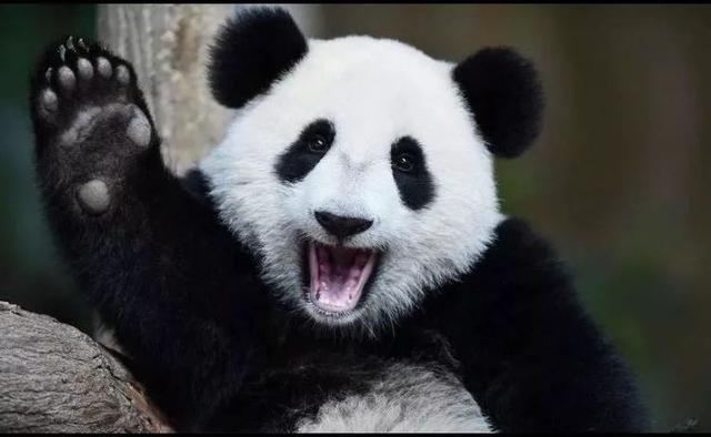 想和熊猫结婚、为看熊猫放弃妹妹婚礼！网友：