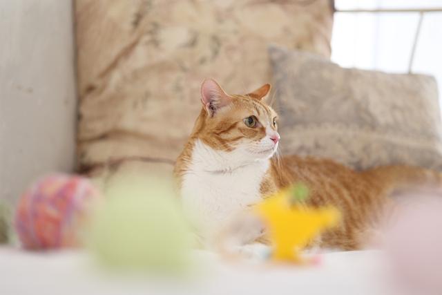 佳能推出中远摄定焦镜头RF85mm F2 MACRO IS STM