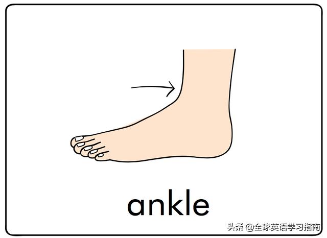 图片[10]-幼儿启蒙英语单词闪卡 － 字母Aa的15个相关单词-笑傲英语网