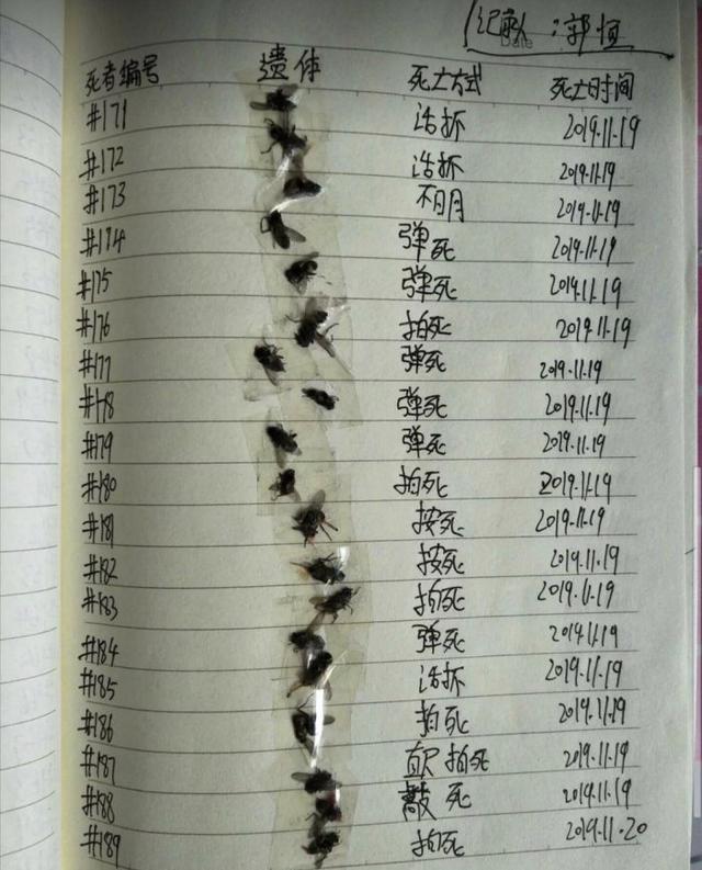 搞笑图片：你们见过苍蝇的26种死法吗？无聊网友