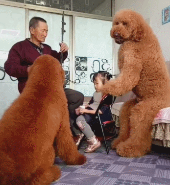 150斤的巨型泰迪，是泰坦吧！