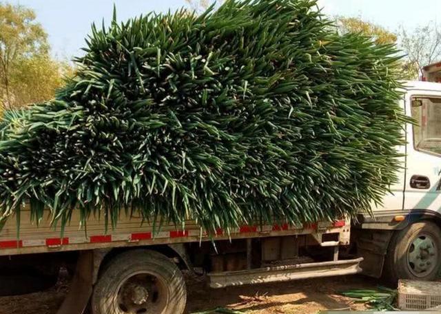 用SUV拉大葱，交警查到扣3分罚200，自己的东西都不能做主？