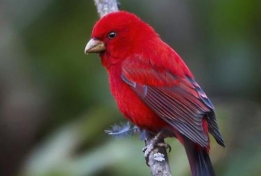 传说中的“朱雀”现身云南，被誉为世界上“最