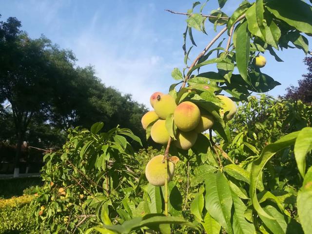 阎良：锦绣公园里的风景！