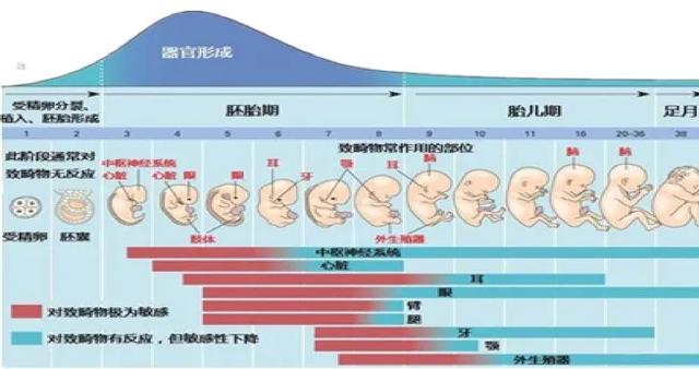 药师帮您打开，孕期用药小锦囊