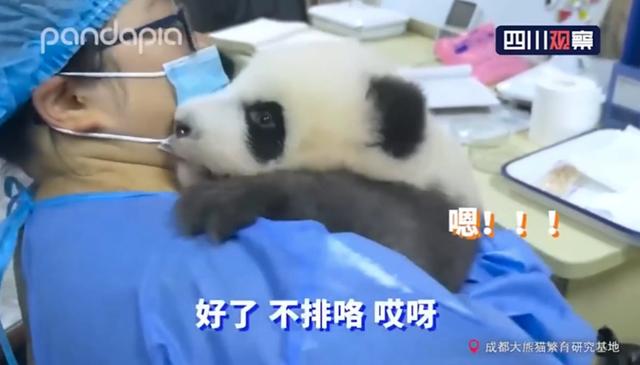 不配合|熊猫宝宝拒不配合，还不停和饲养员吵架顶嘴饲养员只能投降